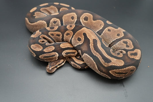 Female Possible Leopard Proven Breeder 0005