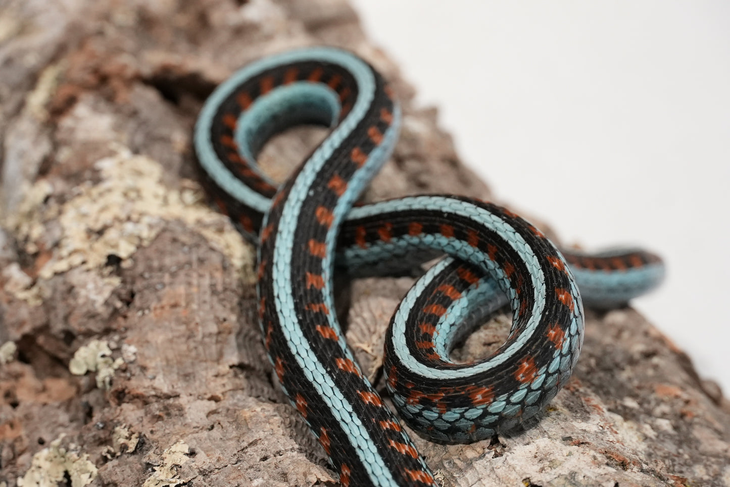 Adult proven California red sided garter pair