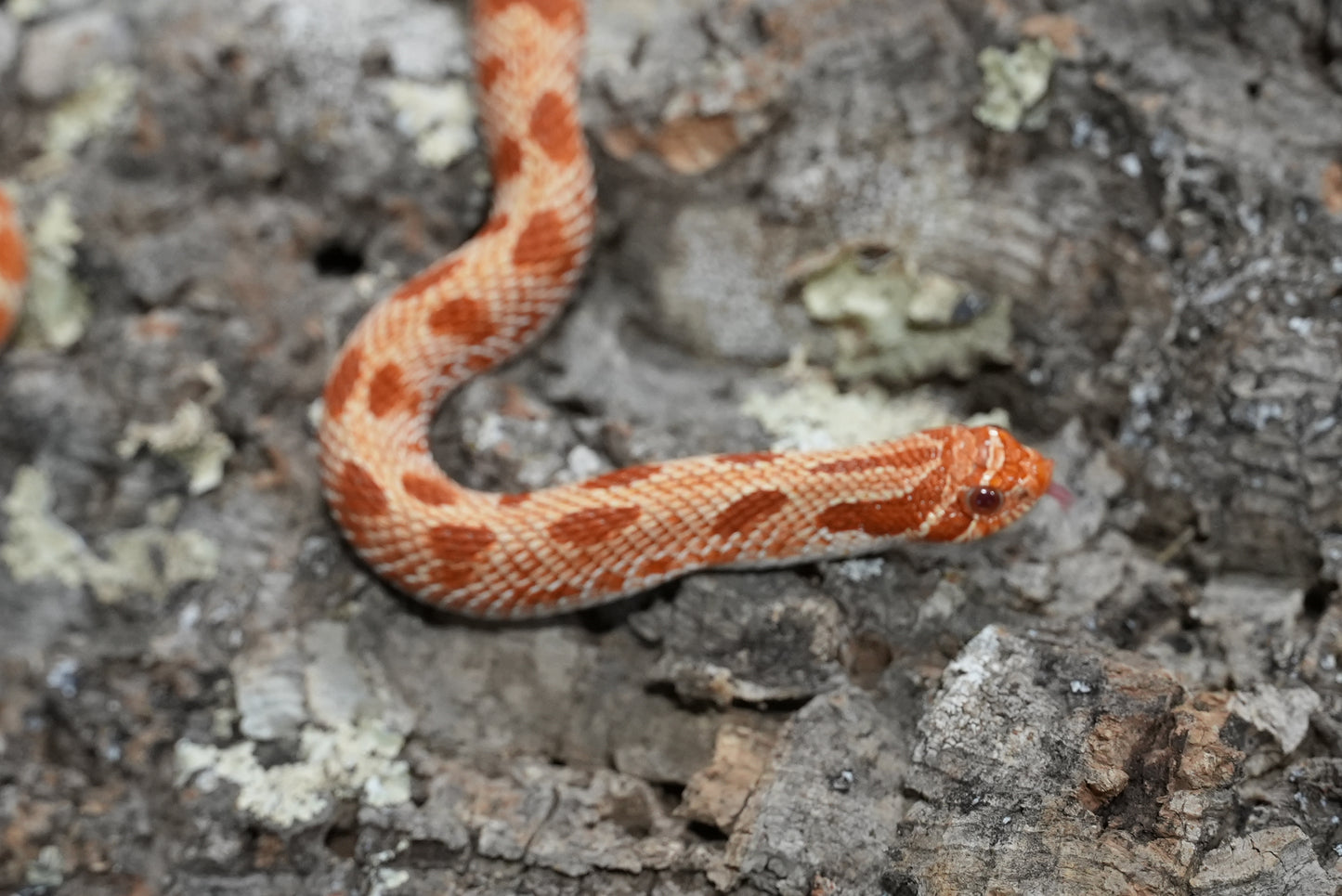 Subadult purple line albino conda pos het snow