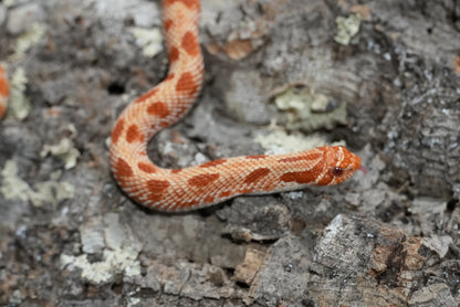 Subadult purple line albino conda pos het snow