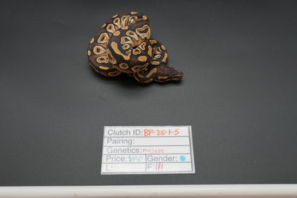 Male Mojave 25-1-5