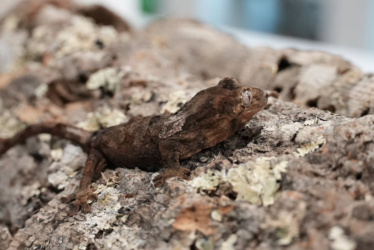 White collar chahoua gecko