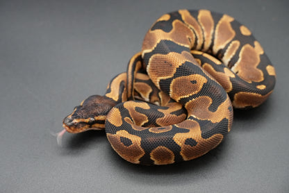 Female Pos het Pied, Pos YB, Pos HRA 24-8-6