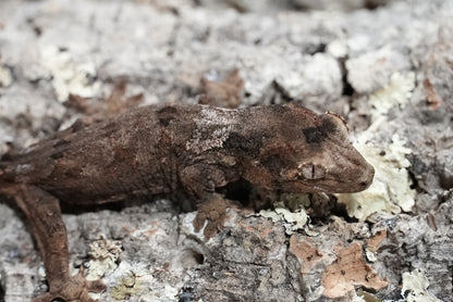 White collar chahoua gecko