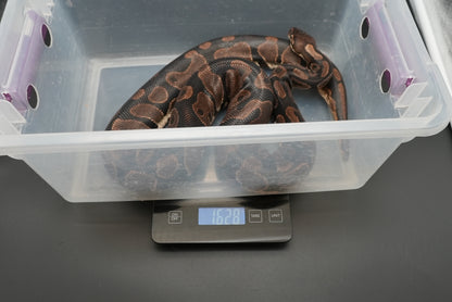 Female Vanilla "Uno" BP-F-6