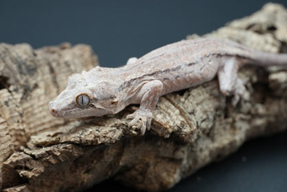 Gargoyle gecko g11