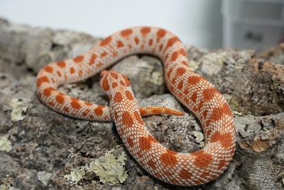 Subadult purple line albino conda pos het snow