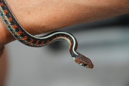 Adult proven California red sided garter pair