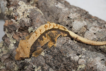Harlequin Partial Pinstripe Crested Gecko (Adult Male)