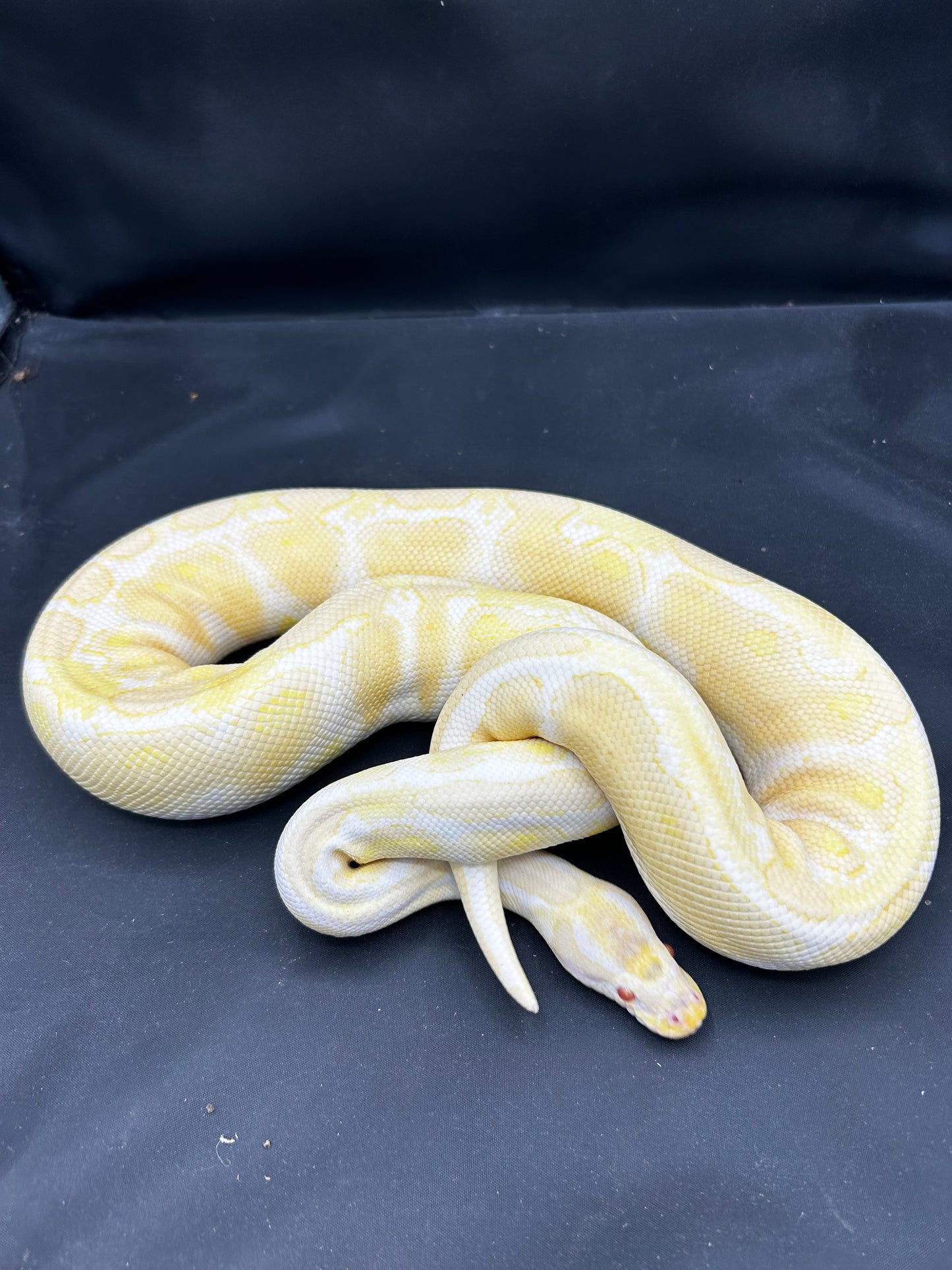 Female Albino Ball Python