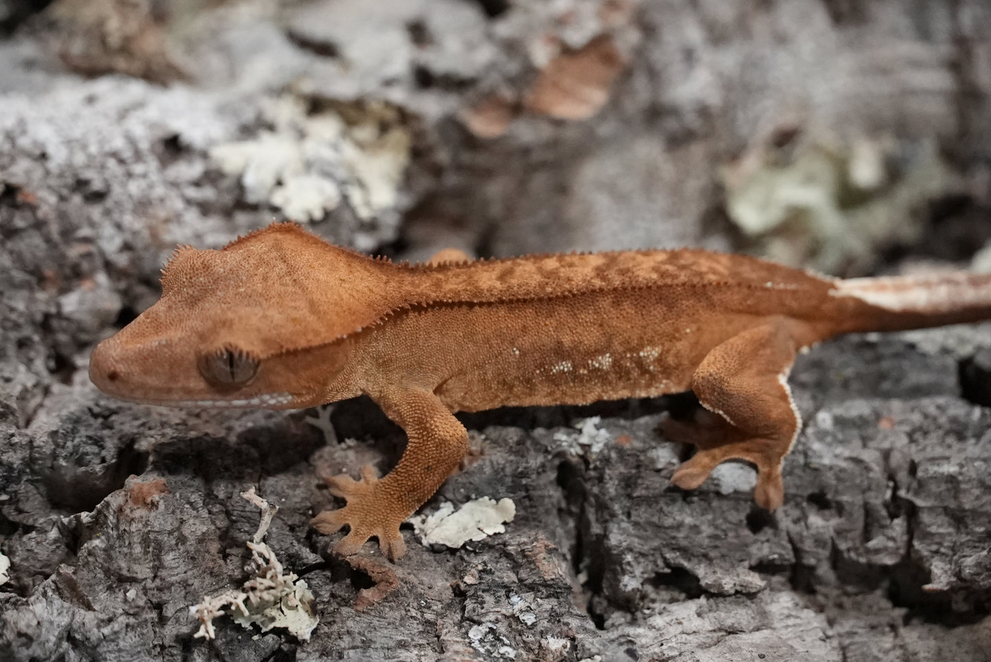 Red porthole crested gecko