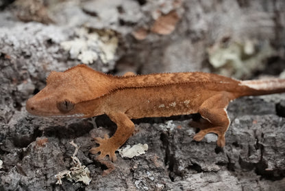 Red porthole crested gecko