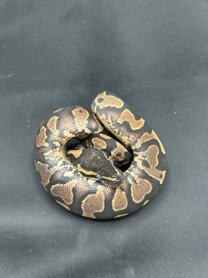 Male Yellowbelly, Het Pied