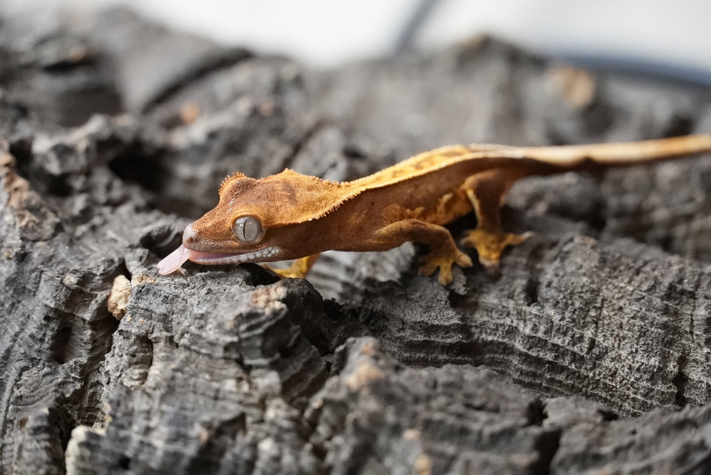 Crested gecko 25-5-1