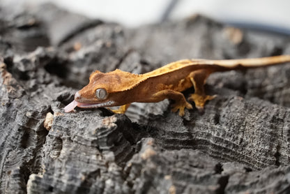Crested gecko 25-5-1