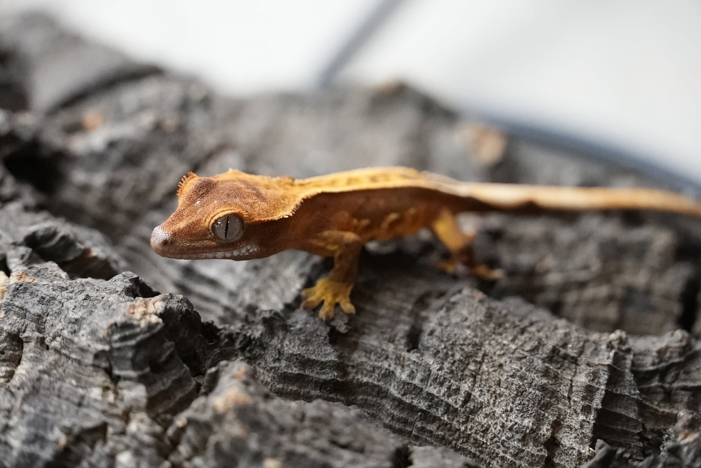 Crested gecko 25-5-1