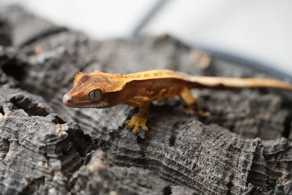 Crested gecko 25-5-1