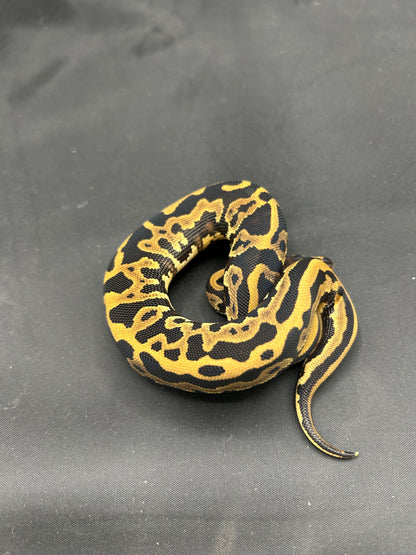 Male Leopard, Yellowbelly, Het Pied