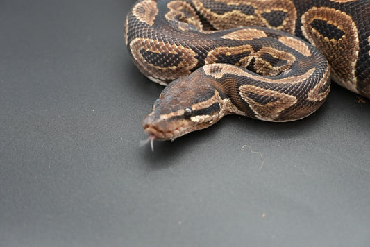 Female Black Pastel BP-F-18