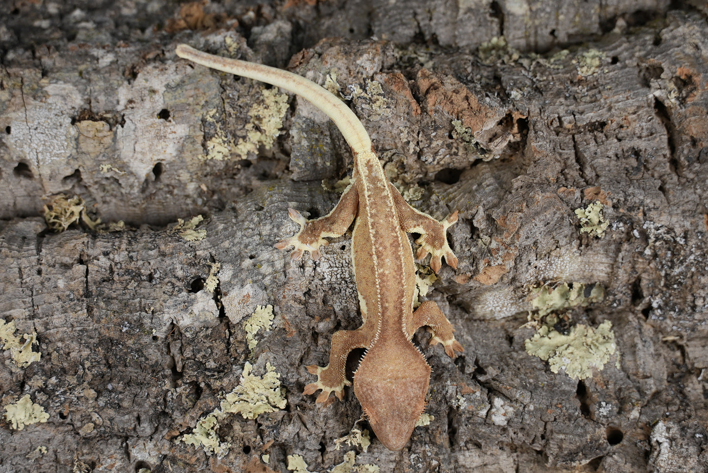 Red phantom lily white