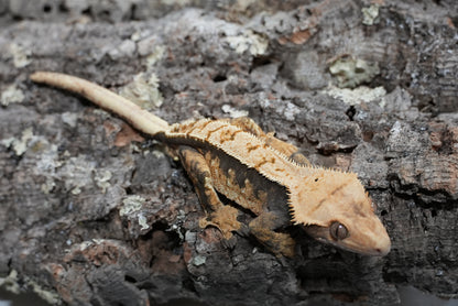 Harlequin Partial Pinstripe Crested Gecko (Adult Male)