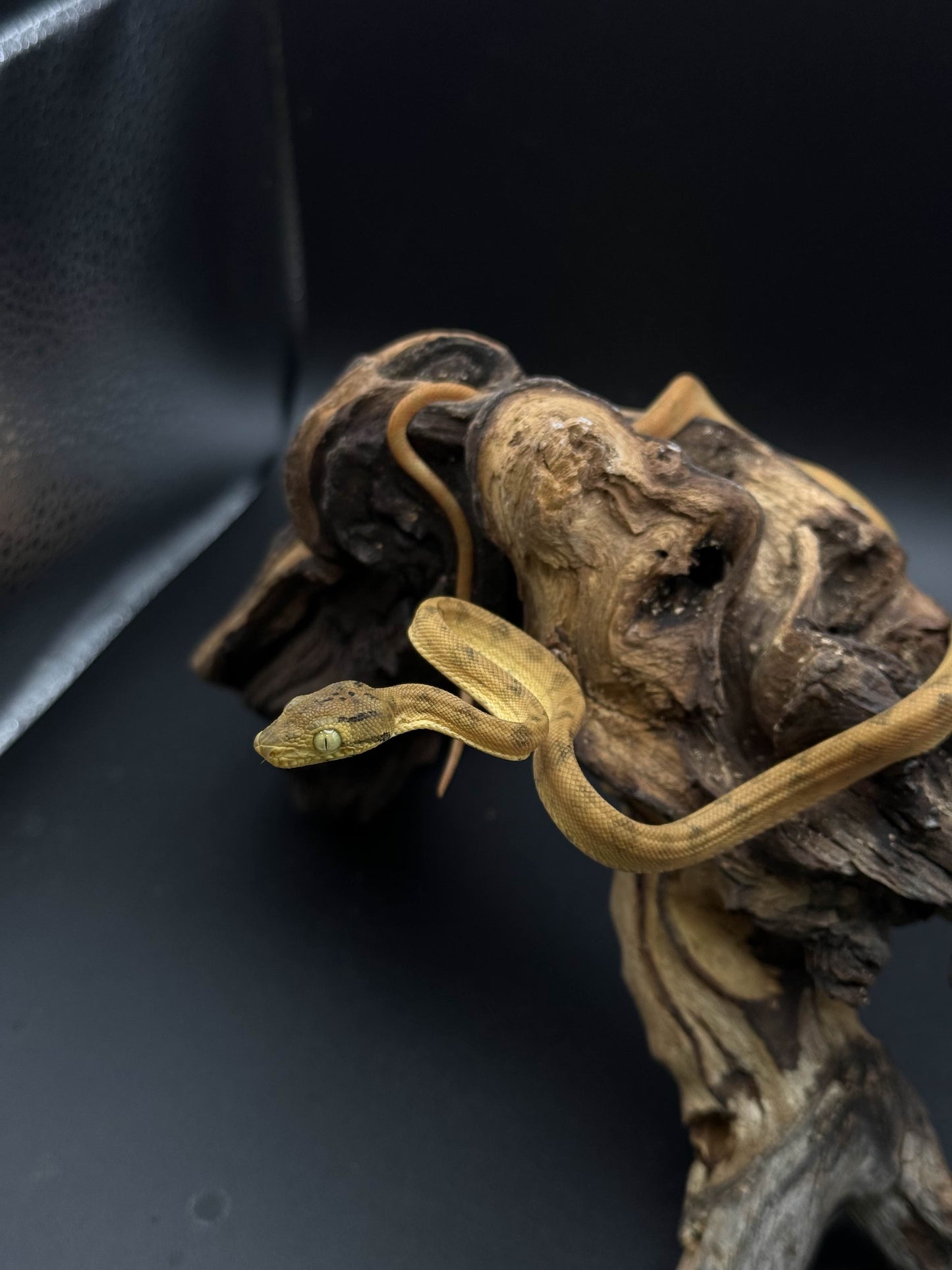 Amazon Tree Boa