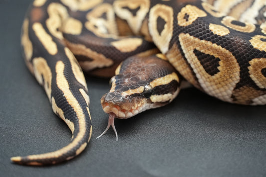 Male Mojave Dinker 24-7-4
