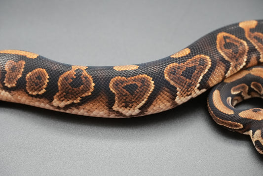 Male Black Pastel, HRA 24-10-3