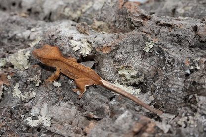Red porthole crested gecko