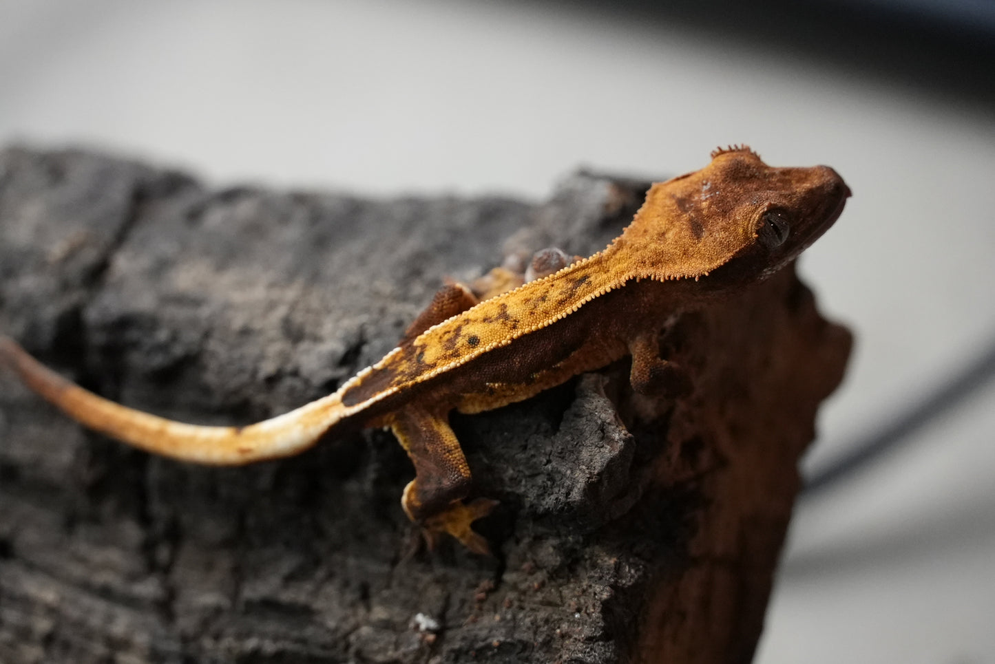 Crested gecko 25-5-2