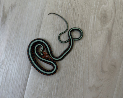 California Red Sided Garter Snakes (2)
