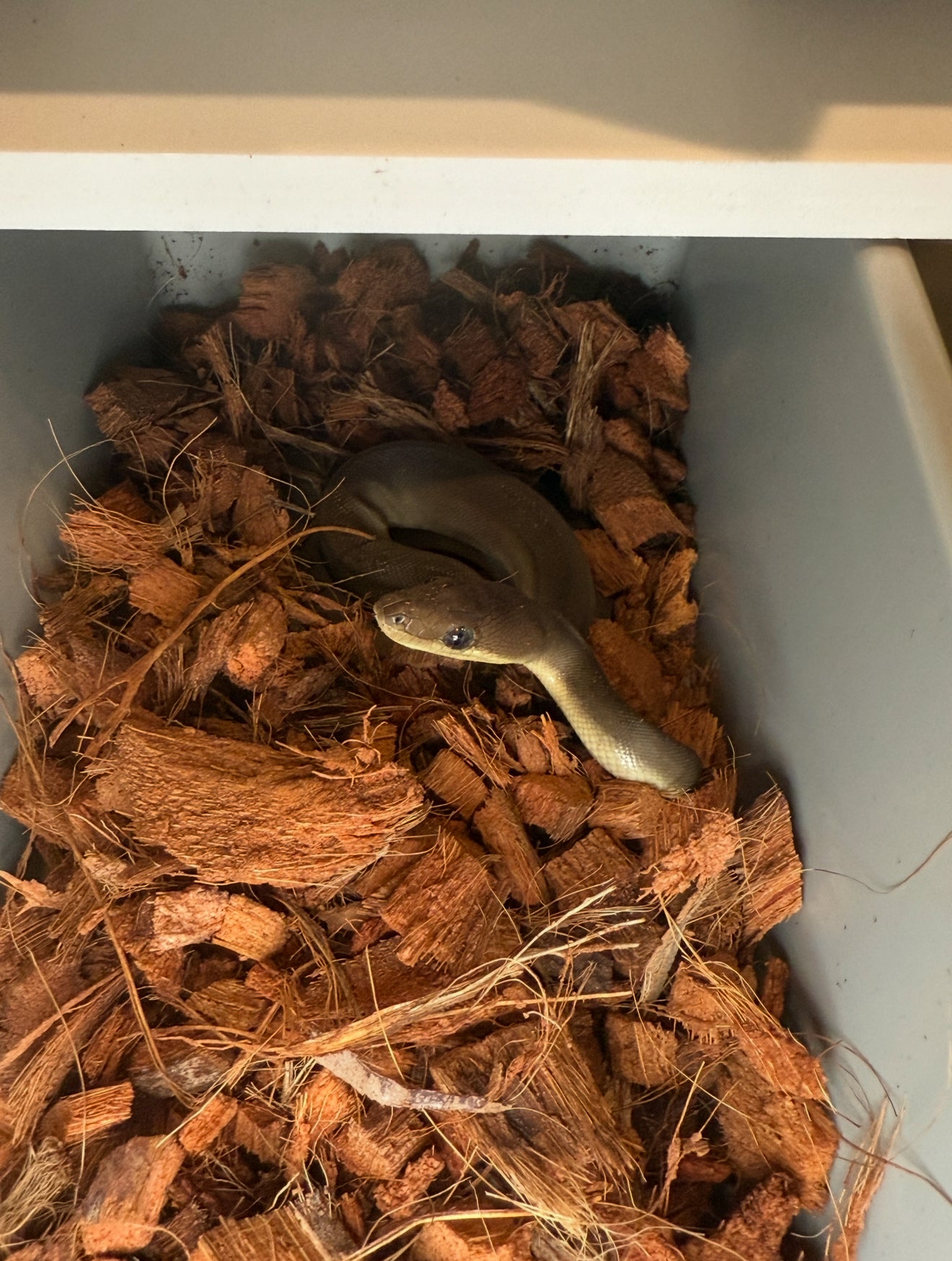 Olive python 66% het albino