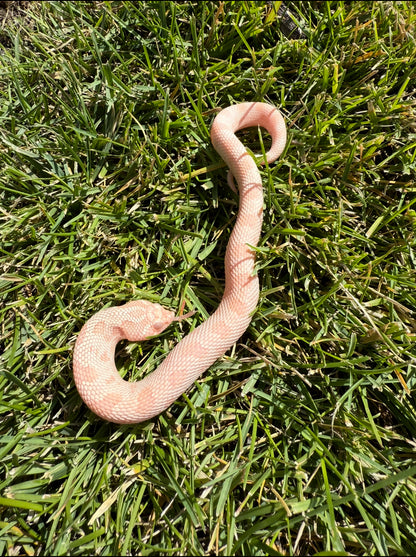 Coral Conda female hognose