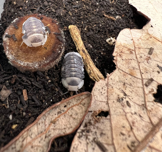 Cubaris sp. White Ducky Isopods