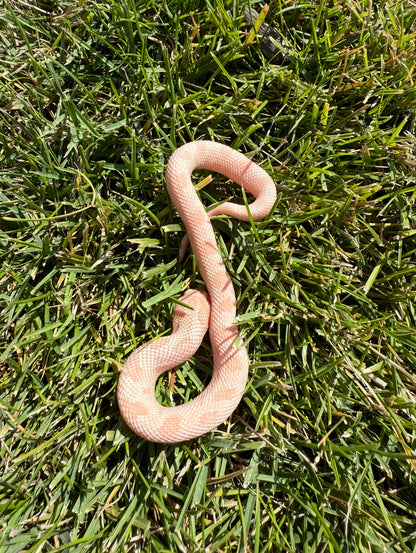 Coral Conda female hognose
