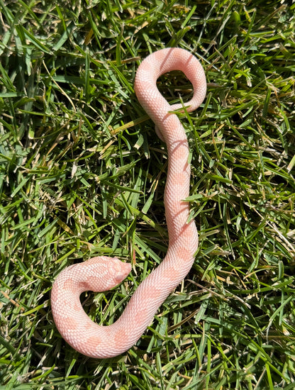 Coral Conda female hognose