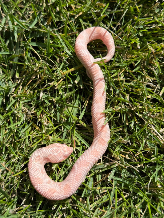 Coral Conda female hognose