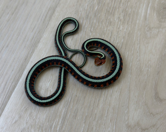 California Red Sided Garter Snakes (2)