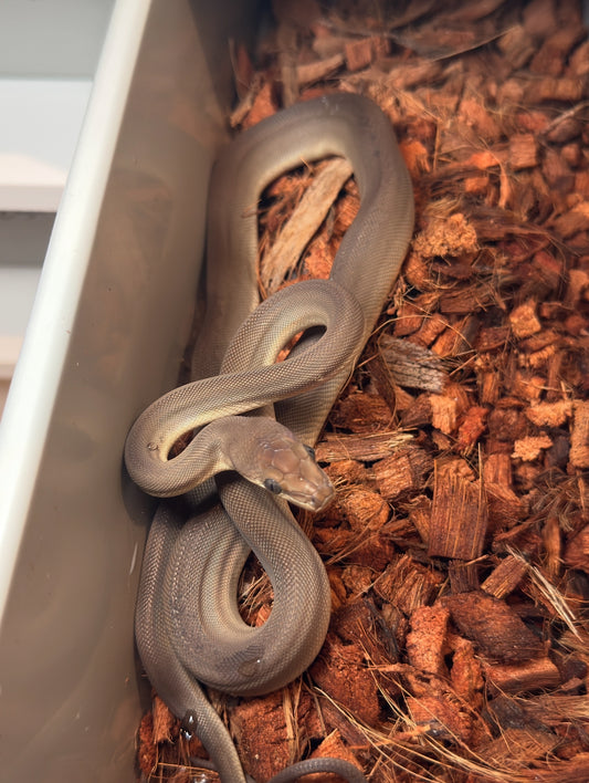 Olive python 66% het albino