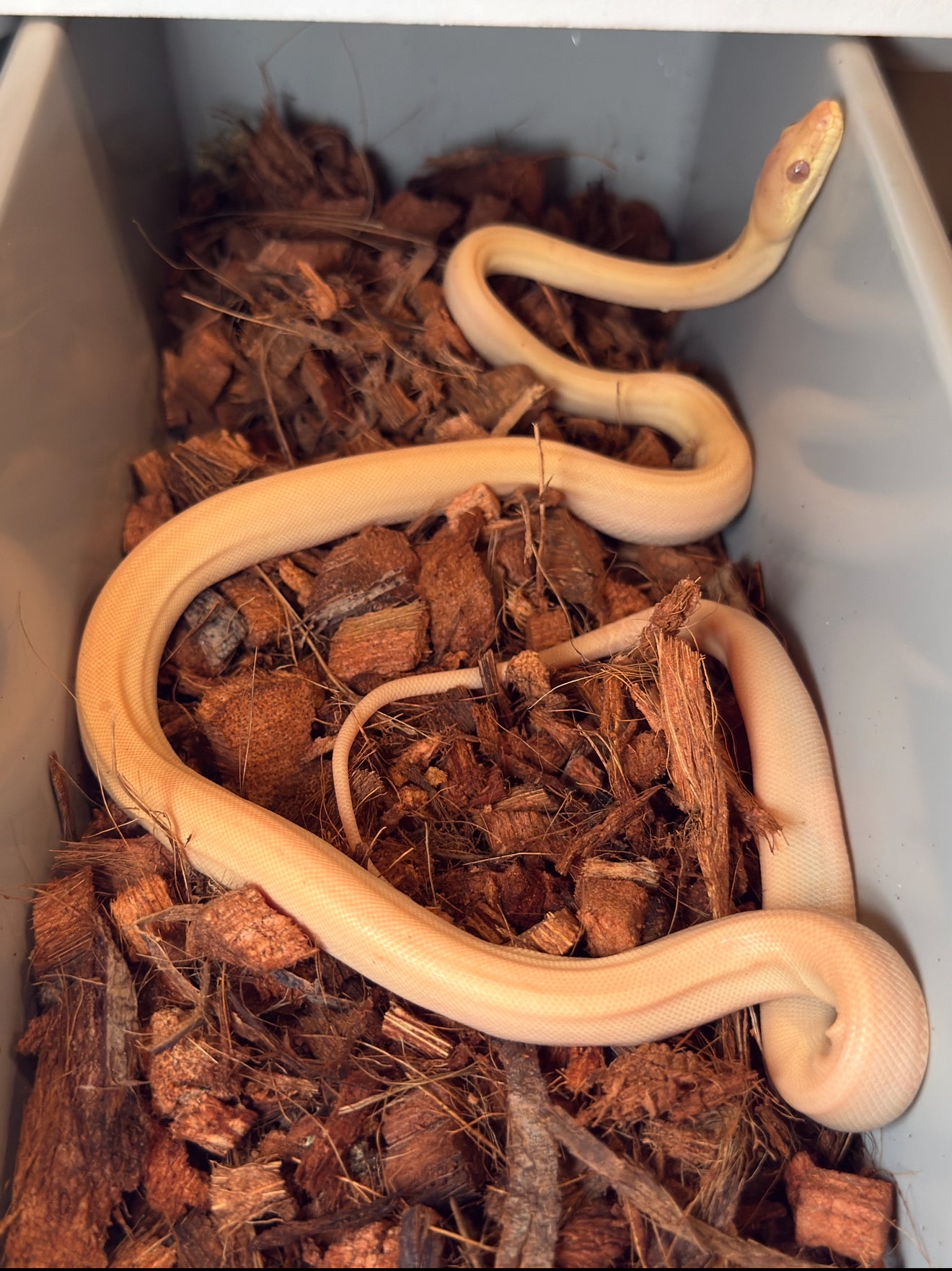 Albino olive python