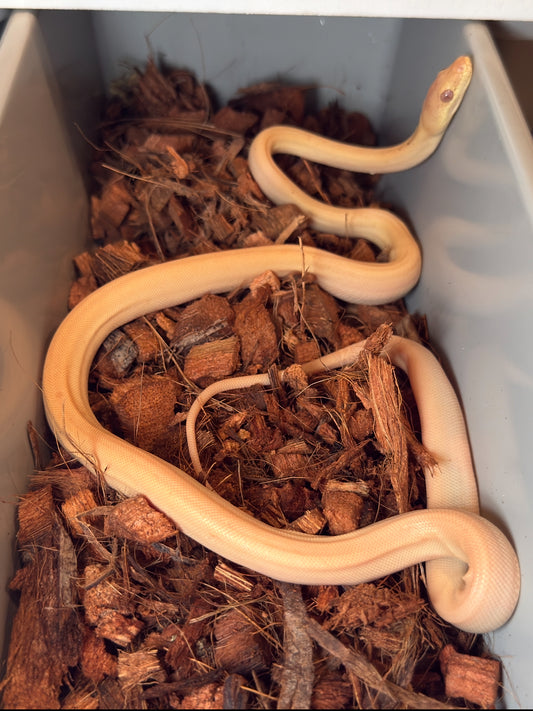 Albino olive python
