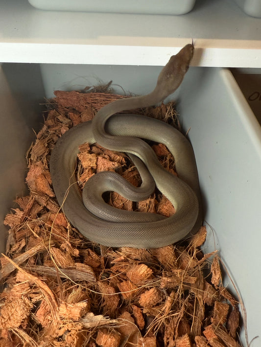Olive python 66% het albino