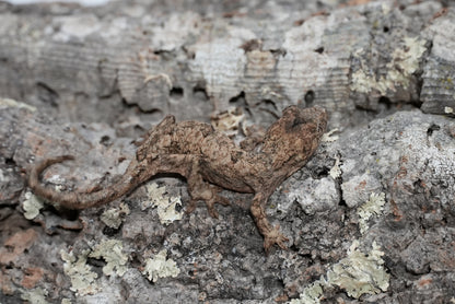 Chahoua gecko juvenile