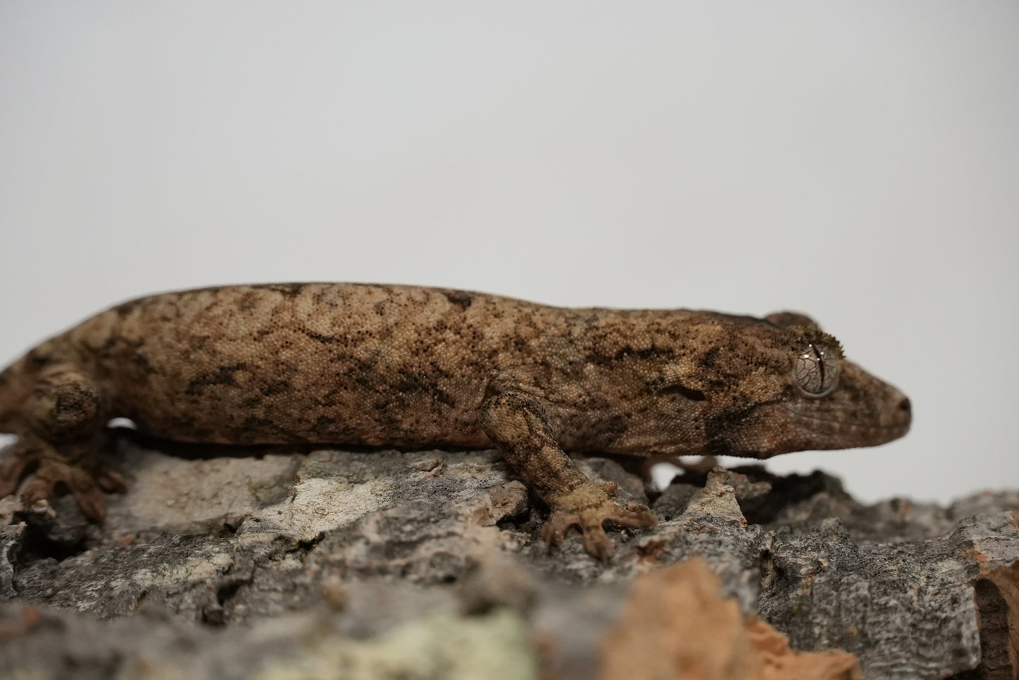 Chahoua gecko juvenile