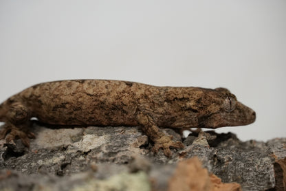 Chahoua gecko juvenile
