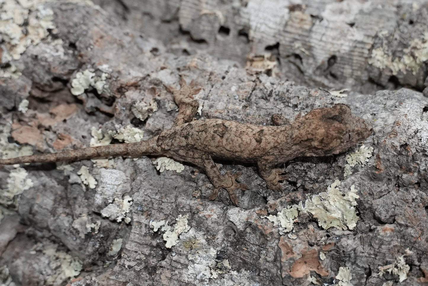 Chahoua gecko juvenile