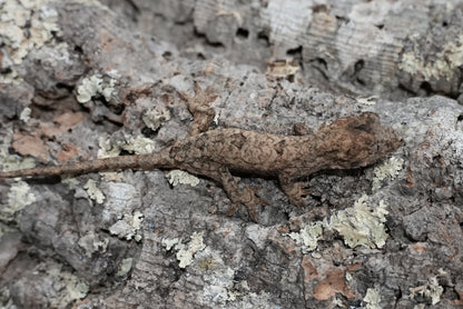 Chahoua gecko juvenile
