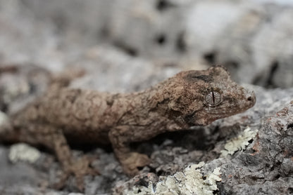 Chahoua gecko juvenile