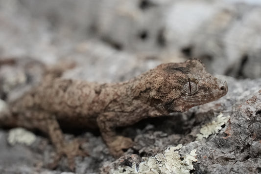 Chahoua gecko juvenile