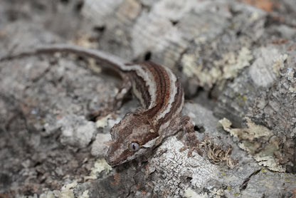 White Stripe Gargoyle Gecko (Juvenile)